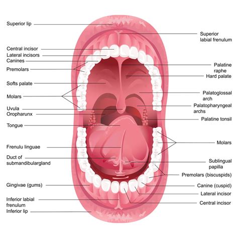 Mouth, Buccal Cavity and Tongue NEET Notes | EduRev 