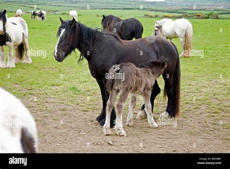 Young Shire Fowl Succling Mare In Field Horizontal83770 Horses Stock