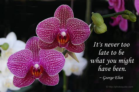 Orchid Quotes Sayings. QuotesGram