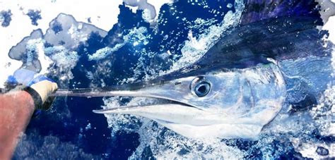 The Best Sportfishing Tournaments At Los Cabos White Marlin Sea