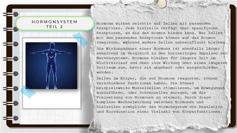 Vergleich Hormon Und Nervensystem Schule Digital