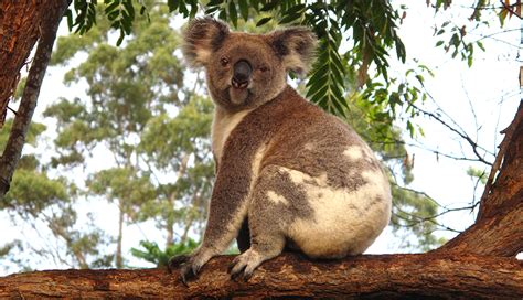 Koala Habitat Restoration in 2023 | Greater Sydney Landcare