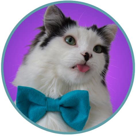 The Oreo Cat Store Create Photo Calendars