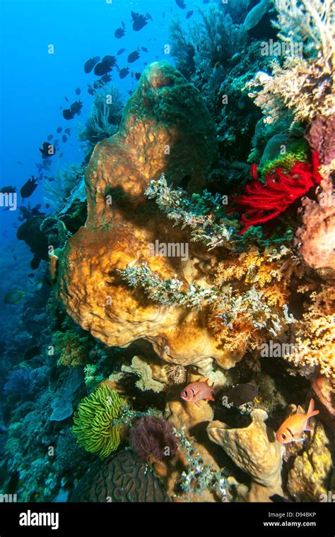 Bunaken National Marine Park Bunaken Is Located At The Northern Tip Of