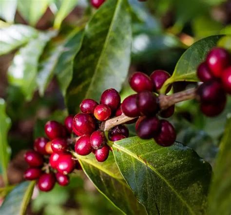 La Planta De Café Origen Y Características Despiste Café