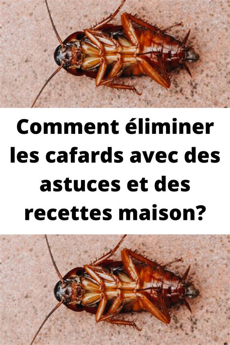 Comment éliminer les cafards avec des astuces et des recettes maison