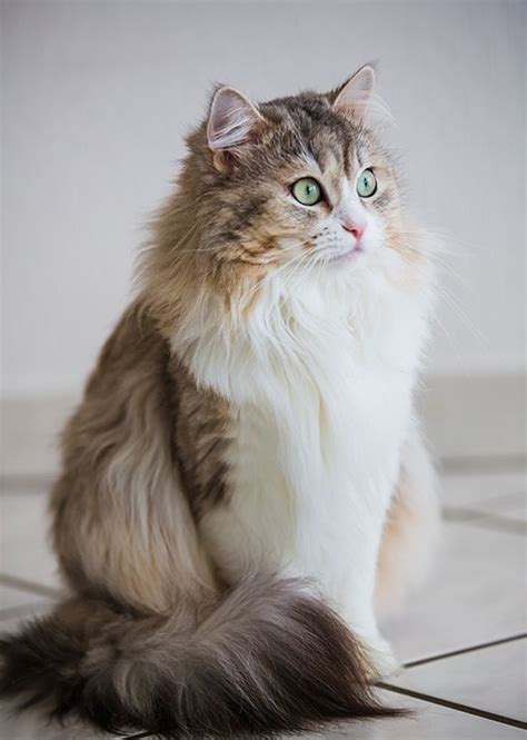 A Long Haired Cat Sitting On The Floor Looking Up At Something With