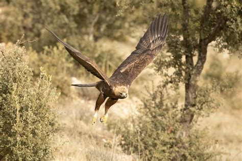 Premium Photo Adult Male Golden Eagle Flying In A Mediterranean Pine