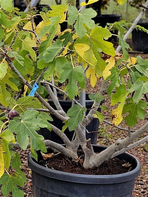 Vijg Brown Turkey Ficus Carica Brown Turkey Kopen