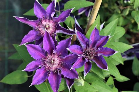 Evison Clematis Waldrebe Boulevard® Edda Tm Luberade