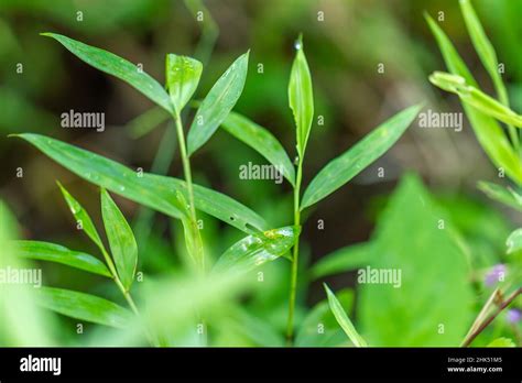 Microstegium Vimineum Commonly Known As Japanese Stiltgrass Packing Grass Or Nepalese