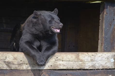 Nj Six Day Black Bear Hunt Begins Today Audio