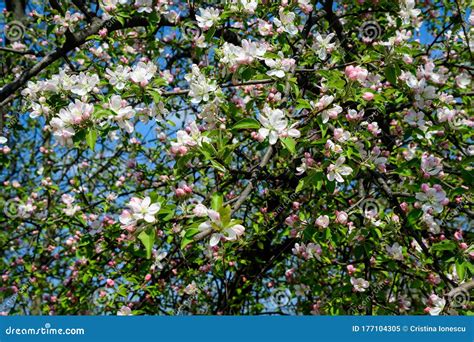 Large Branch with White and Pink Apple Tree Flowers in Full Bloom in a Garden in a Sunny Spring ...