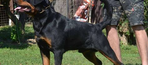 Facts about Rottweilers - Mississippi Rottweilers