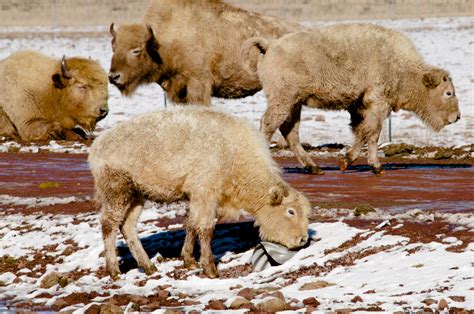 Baby Buffalo Free Stock Photo Public Domain Pictures