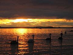 Category Cygnus Olor Swimming Families In December Wikimedia Commons