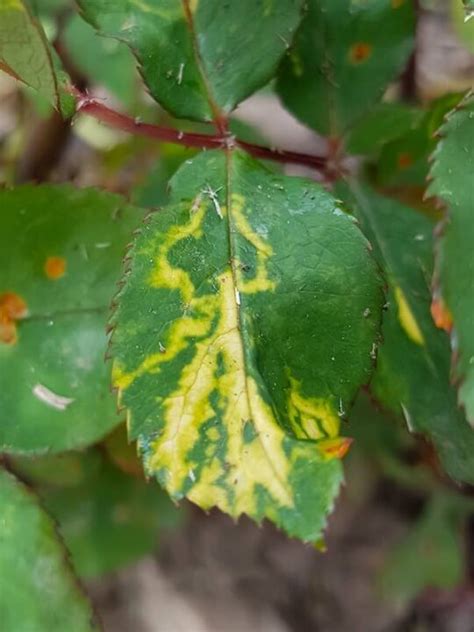 7 Harmful Rose Bush Diseases and How To Cure and Prevent Them - Minneopa Orchards