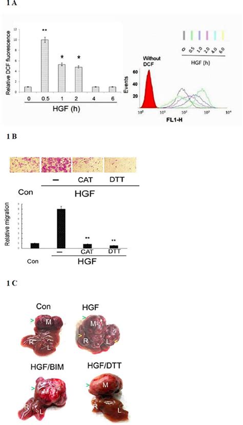 Oxidation Of Heat Shock Protein 60 And Protein Disulfide Isomerase