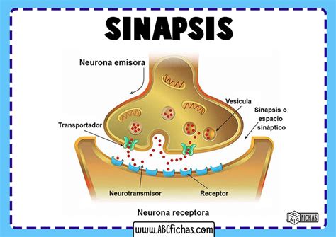 Que Es La Sinapsis Abc Fichas