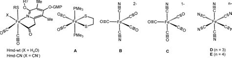 Figure 4 From The Iron Site Structure Of Fe Hydrogenase And Model