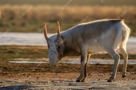 Premium Photo Saiga Antelope Or Saiga Tatarica Walks In Steppe Near