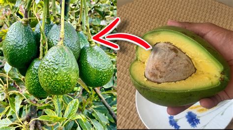 No Esperes A Os Para Cosechar Aguacate En Casa Con La Mejor T Cnica De