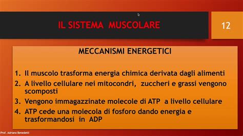 Il Sistema Muscolare E I Meccanismi Energetici Youtube