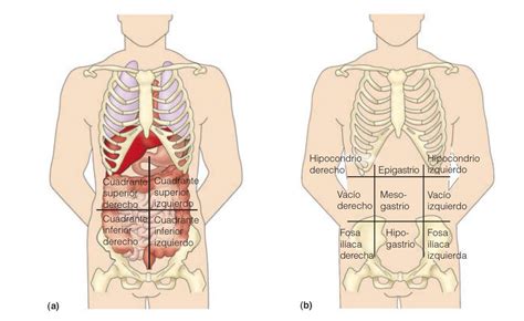 Cuadrantes abdominales anatomía órganos Artofit