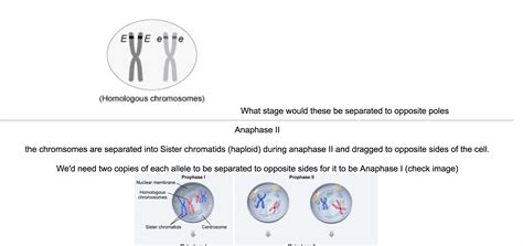 Anaphase 1 vs Anaphase II question? : r/Mcat