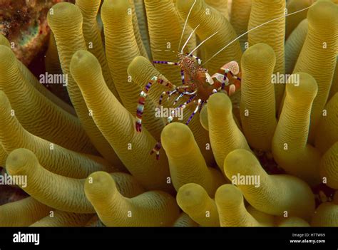 Spotted Cleaner Shrimp Periclimenes Yucatanicus On Anemone Bonaire