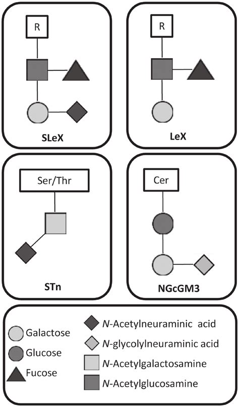 Monosaccharide Structure Of The Glycans Analyzed In The Present Study