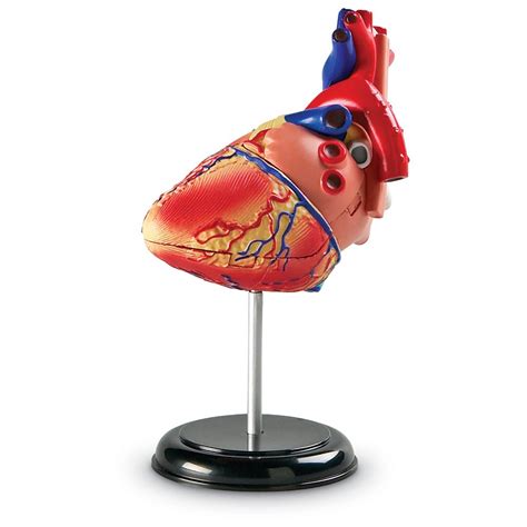 Learning Resources Human Heart Model Working Heart Model Anatomy For