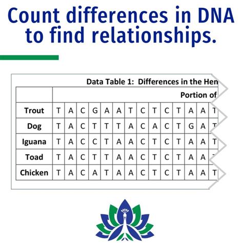 Worksheets On The Dna Evidence For Evolution