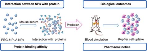 Protein Binding Affinity Of Polymeric Nanoparticles As A Direct