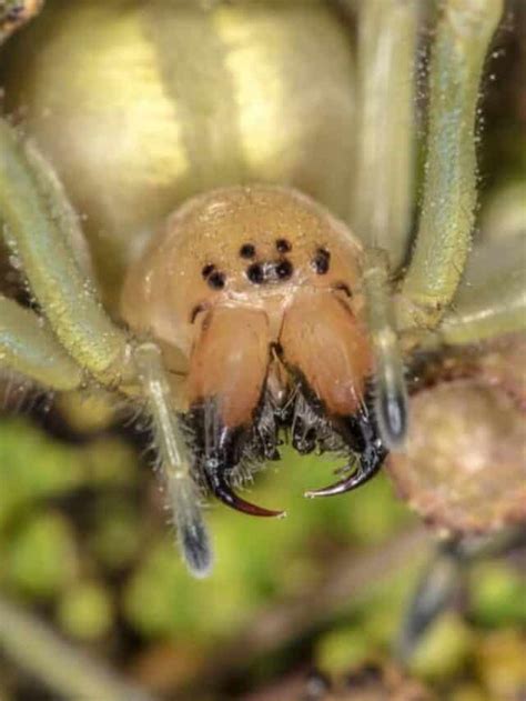 Discover The 5 Venomous Poisonous Spiders In California Az Animals