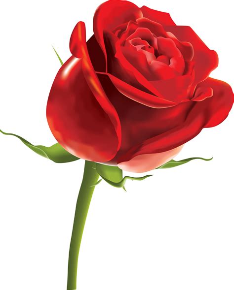 Rose Png