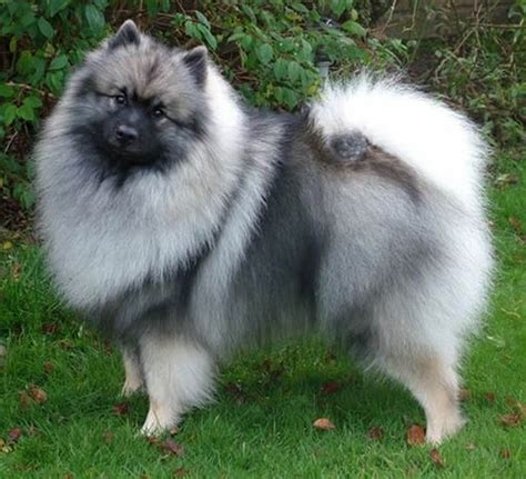 Dog Breed of the Day: Keeshond