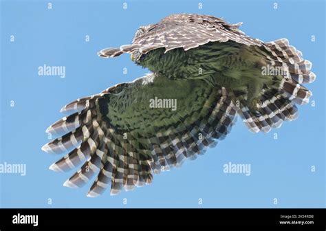 Talons Of Barred Owl Hi Res Stock Photography And Images Alamy