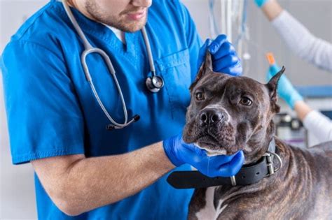 What Are The Vet Costs For Dog Eye Infections And Eye Surgery 2025