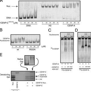 Cenp C Is Required For Centromere Assembly A Western Blotting Of