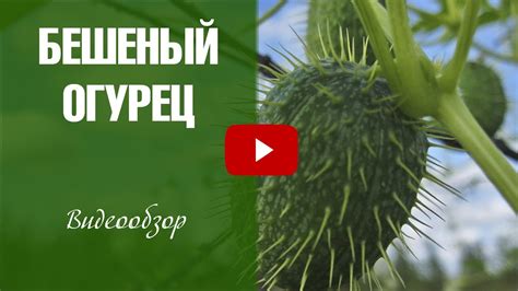 Бешеный огурец Декоративная лиана для сада Ландшафтный дизайн - YouTube