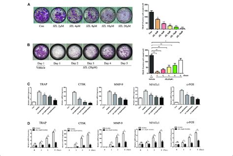 Inhibition Of MAGL Using JZL184 Prevents Osteoclast Formation And