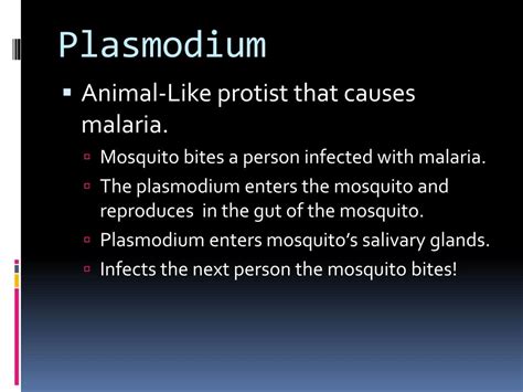 PPT - Kingdom Protista PowerPoint Presentation, free download - ID:2191111