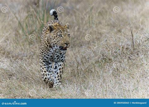 Leopard Male Walking In Sabi Sands Game Reserve Stock Photo Image Of