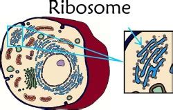 Emily Hostetter Organelle Project - Ribosomes