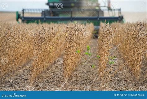 Harvesting soybean stock image. Image of monoculture - 44795751