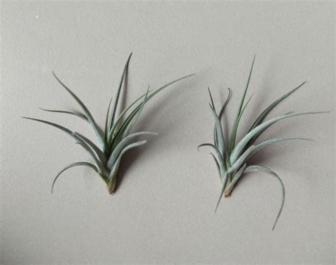 Tillandsia Lorentziana Air Plant Furniture Home Living Gardening