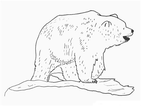Bear Coloring Pages Realistic Realistic Coloring Pages