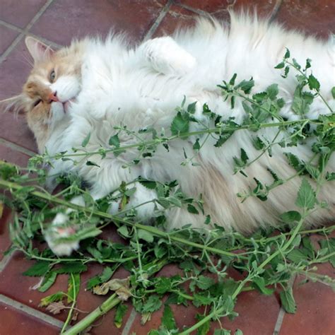 50 White Flower Catnip Seeds Welldales