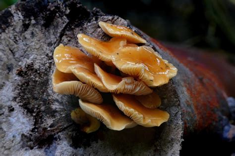 Опенок зимний (Flammulina velutipes (Curt.: Fr.) Sing.) - лекарственный ...